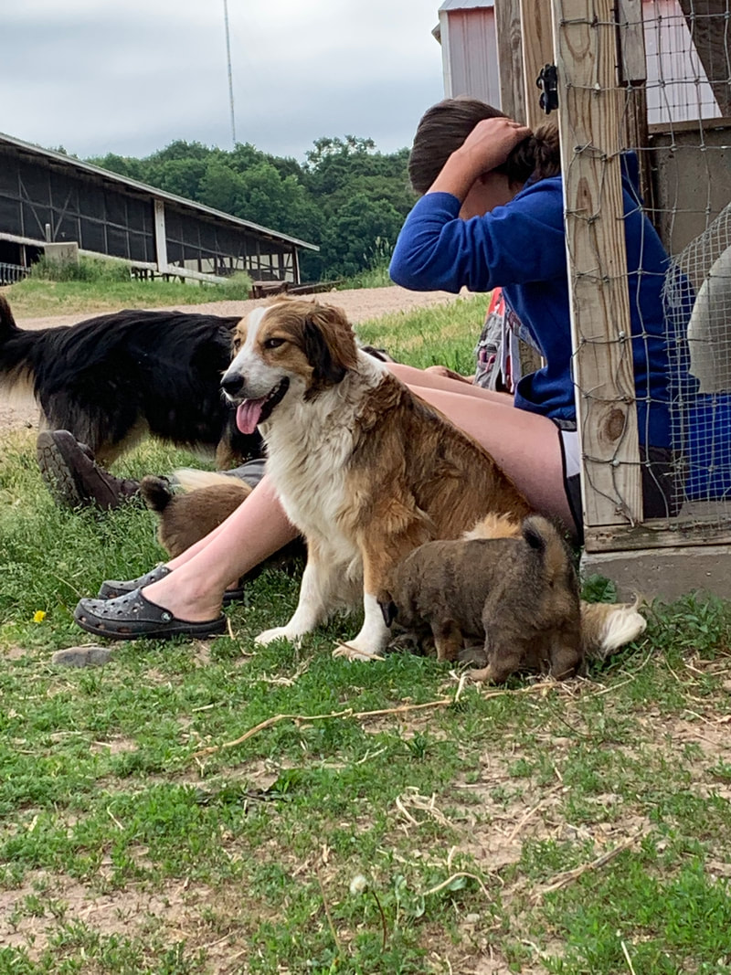Walnut ranch english sales shepherds